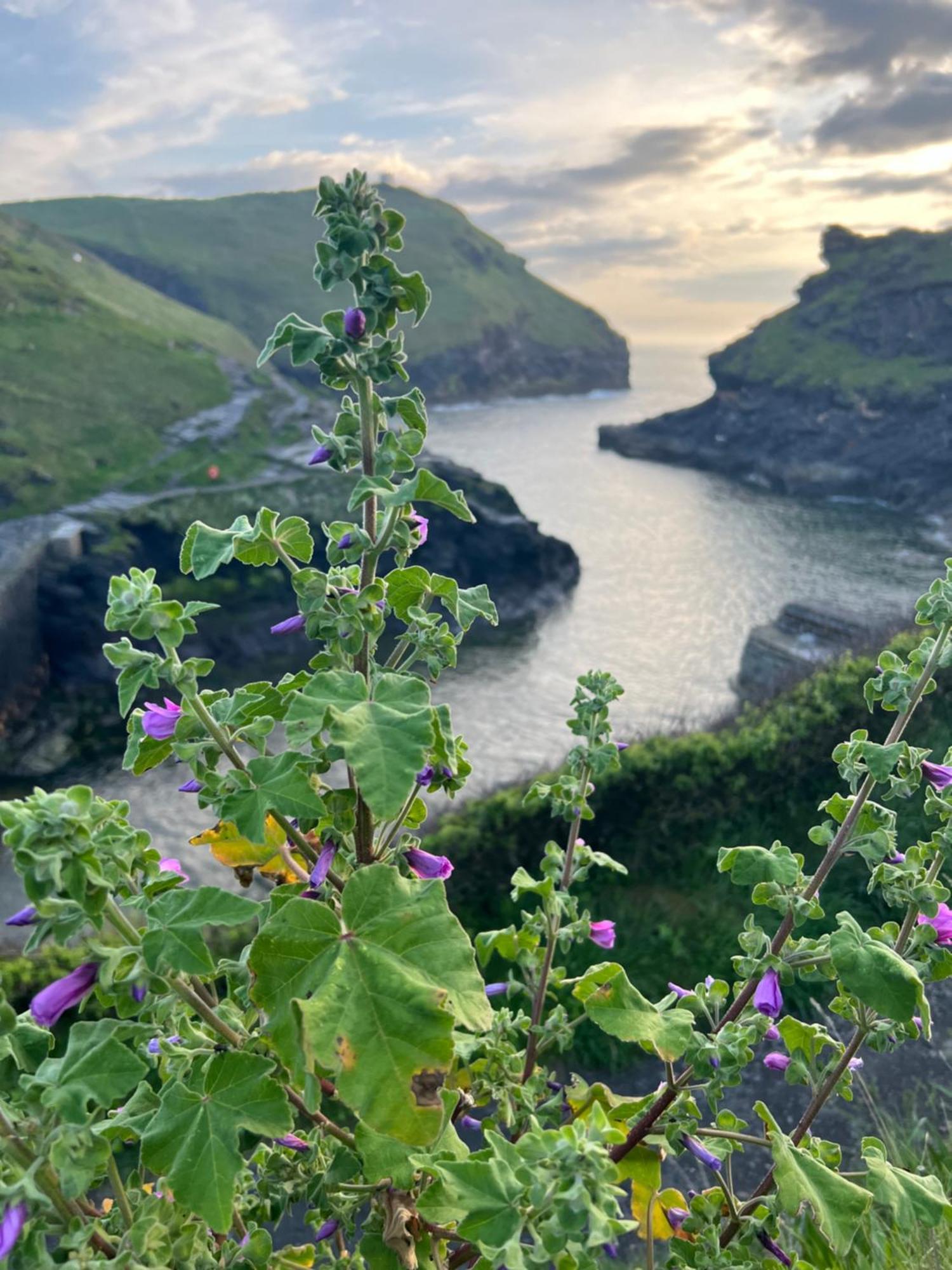 Courtyard Farm Cottages Boscastle Exterior foto